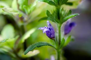 Hygrophila pinnatifida