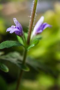 Hygrophila pinnatifida