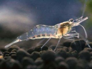 Glass Shrimp