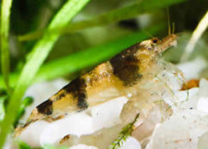 Taiwanese Bumble Bee Shrimp