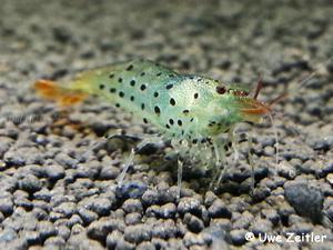 Caridina Rubropunctata