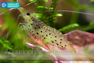 Caridina Rubropunctata4