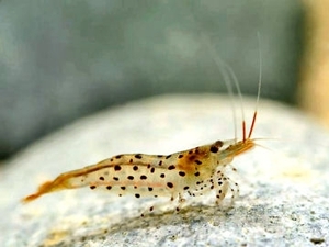 Caridina Rubropunctata5