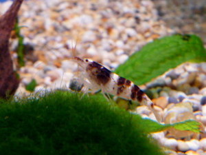 ВЬЕТНАМСКАЯ ЧЕРНО-БЕЛАЯ ПЧЕЛА (БЕЛОГОЛОВЫЙ ШМЕЛЬ )(VIET NOI BLACK & WHITE BEE SHRIMP/CARIDINA SP)