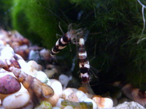 ЛАОСКИЙ ЧЕРНОГОЛОВЫЙ ШМЕЛЬ (LAOS BLACKHEAD BUMBLEBEE SHRIMP /CARIDINA SP.)