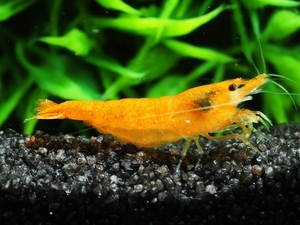 ОРАНЖЕВАЯ САКУРА ( ORANGE SAKURA DWARF SHRIMP)