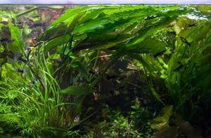 Cryptocoryne