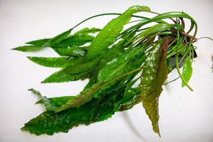 Cryptocoryne