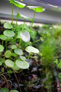 Hydrocotyle verticillata