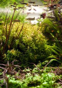 Rotala micranta green