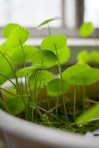 Hydrocotyle verticillata