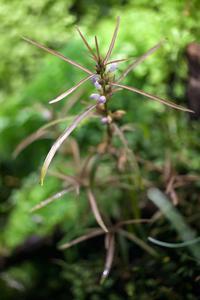 Hygrophila Araguaia