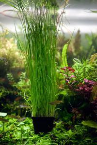 Eleocharis