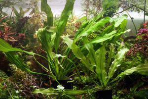 Echinodorus martii & Echinodorus 