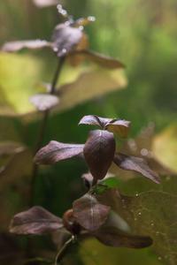 Ludwigia sp. Mexico