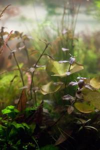 Ludwigia sp. Mexico