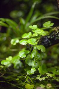 Hydrocotyle Sibthorpioides