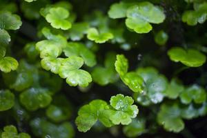 Hydrocotyle Sibthorpioides