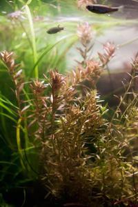 rotala rotundifolia sp green