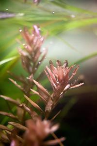 rotala rotundifolia sp green