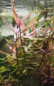 Polygonum sp Kawagoeanum