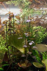 Ludwigia sp. Mexico