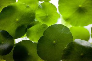 Hydrocotyle verticillata