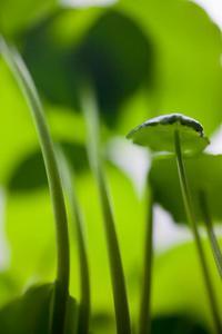 Hydrocotyle verticillata