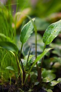 Criptokoryne ciliata