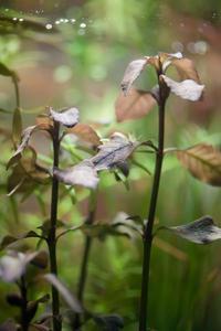 Ludwigia sp. Mexico