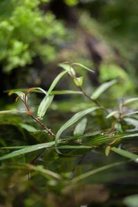 Polygonum Kawagoeanum