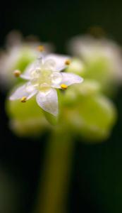 Hydrocotyle verticillata