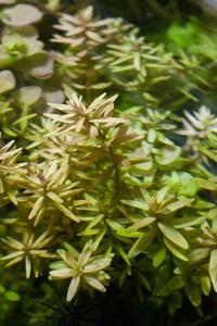 Rotala