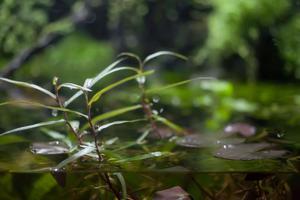 Polygonum Kawagoeanum