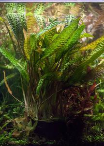 Cryptocoryne hudoroi