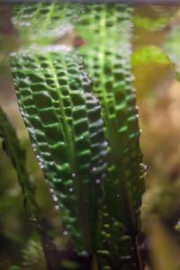 Cryptocoryne hudoroi