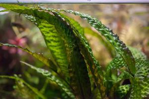 Cryptocoryne hudoroi