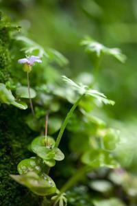 Bacopa australis