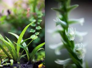 Водная орхидея (Spiranthes cernua)