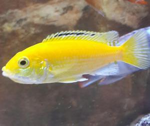 Labidochromis caeruleus