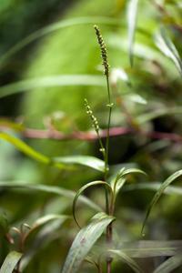 PERSICARIA SP. 'KAWAGOEANUM'