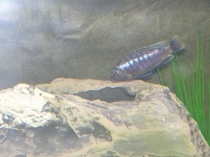 Melanochromis johanni (самец)