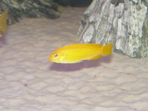 Melanochromis johanni (самка)