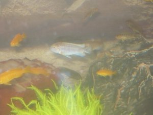 Pseudotropheus Polit (подросток)_01