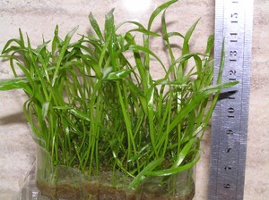 Lilaeopsis