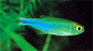 Mimagoniates microlepis