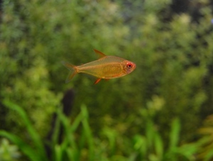 Hyphessobrycon pulchripinnis Orange Bolivia