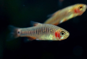 Danio erythromicron