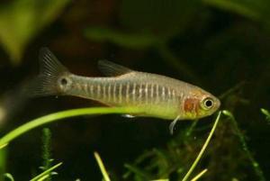 Emerald dwarf rasbora