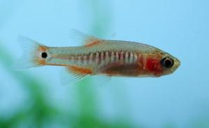 Emerald dwarf rasbora